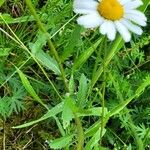 Leucanthemum vulgare Folha