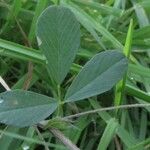 Trifolium dubium Blad