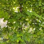 Vitis coignetiae عادت داشتن