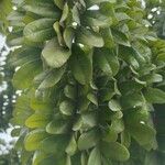 Caesalpinia echinata Hoja
