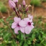 Otomeria oculata Flor