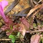 Pedicularis sylvatica Leaf