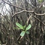 Euphorbia balsamifera Fuelha