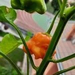 Capsicum baccatum Плід