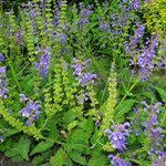 Salvia pratensis Natur