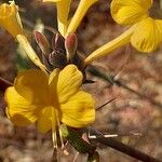 Barleria lupulina Λουλούδι