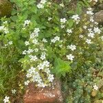 Saxifraga fragosoi Çiçek