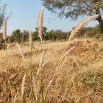 Cenchrus pedicellatus Blüte