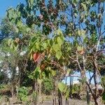 Croton urucurana Blad