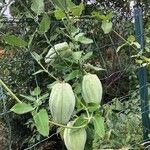 Araujia sericifera Blad
