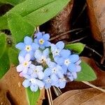 Myosotis sylvatica फूल