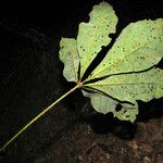 Sterculia frondosa List