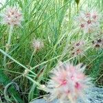 Trifolium stellatum Flower