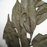 Xylopia pulcherrima Otro