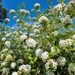 Viburnum carlesii عادت