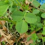 Medicago polymorpha Foglia