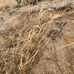 Microchloa kunthii Habitus