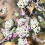 Teucrium capitatum 花