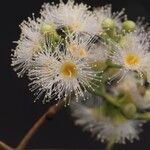 Syzygium × intermedium Flor