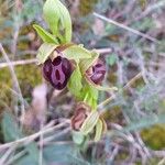 Ophrys apifera Flor