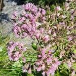 Adenostyles alpina फूल