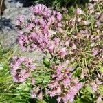 Adenostyles alpina Fula