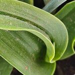 Ornithogalum dubium 葉