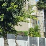 Celtis africana Folio