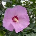 Hibiscus syriacusFlor