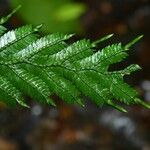 Selaginella parkeri Hoja
