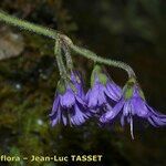 Soldanella villosa Flower