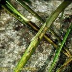 Zostera marina Casca