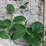 Schisandra rubriflora Leaf