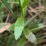 Lobelia urens पत्ता