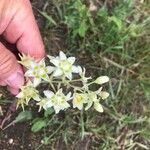 Anticlea elegans Blomma