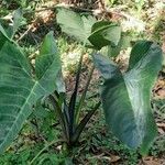 Xanthosoma brasiliense 整株植物