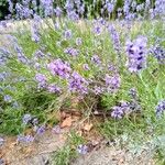 Lavandula angustifoliaÇiçek