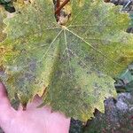 Vitis vinifera 葉