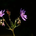 Geranium malviflorum Λουλούδι