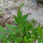Vaccinium angustifolium Folha