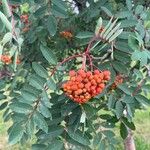 Sorbus americana Fruit