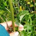 Lactuca plumieri Ліст