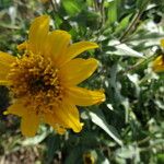 Wyethia angustifolia Flower