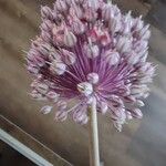 Allium polyanthum ফুল