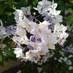 Solanum laxum फूल
