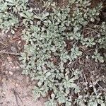 Antennaria parvifolia Leaf