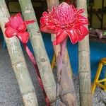 Etlingera hemisphaerica Çiçek