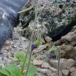 Pinguicula pilosa Habit