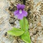 Pinguicula grandiflora Fula