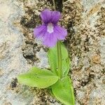 Pinguicula grandiflora Кветка